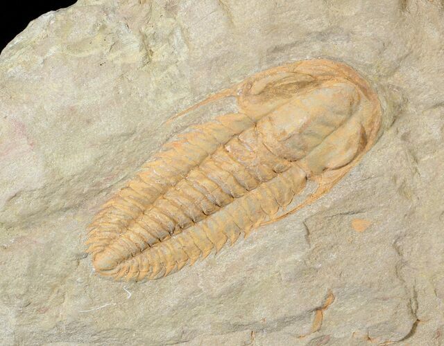 Bargian, Hamatolenus Trilobite - Tinjdad, Morocco #63109